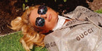 Gucci GG0414S 003 Gold - As Seen On Paris Hilton